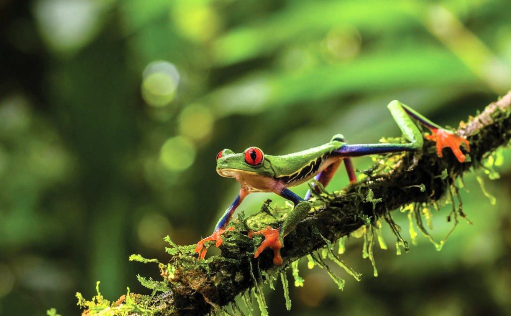 Foto de uma rã verde em galho